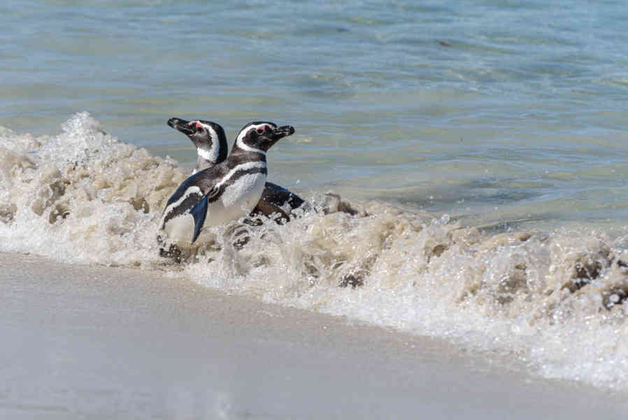 Pingüino de Magallanes - islas Falkland o Malvinas 16.jpg
